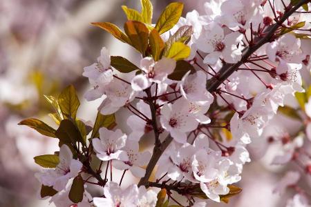 Blossoming cherry Kirschbaum
